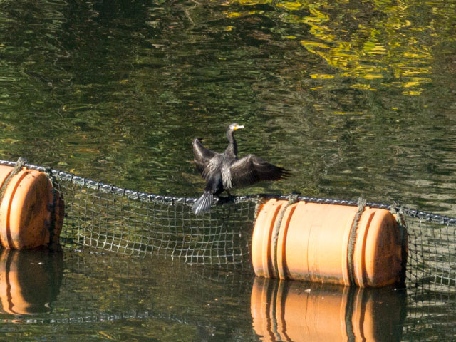 カワウ