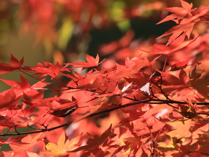 紅葉