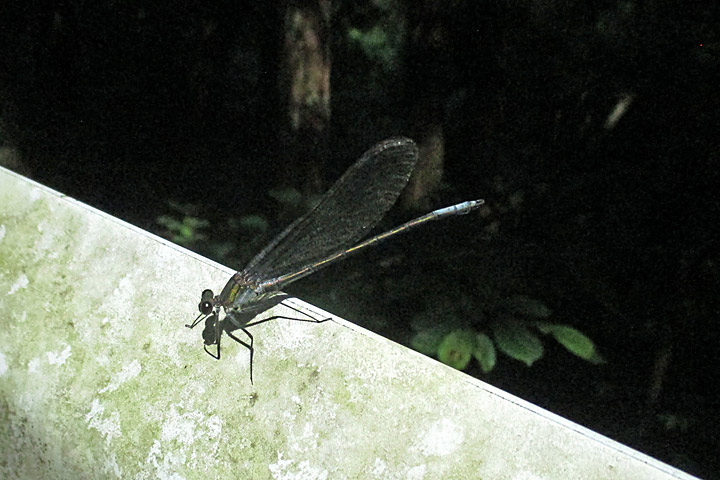 カイツブリ