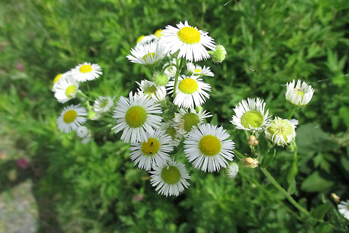 田植え