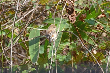 ベニマシコ♀