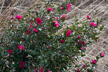 山茶花