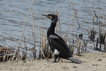 カワウ