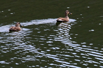 カルガモと水紋