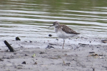 タカブシギ