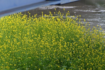 菜の花