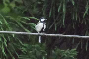 シジュウカラ