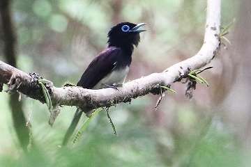 サンコウチョウ