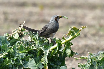 野菜を啄むヒヨドリ