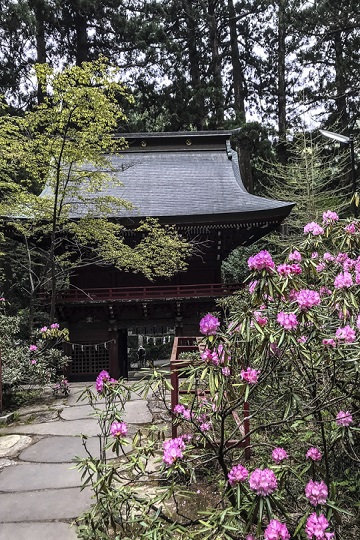 シャクナゲに囲まれた花園神社