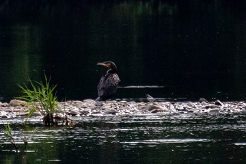 カワウ