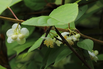 マタタビの花