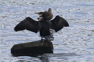 ウミウに乗るカルガモ