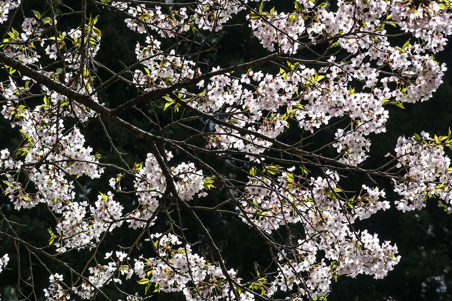 満開の桜