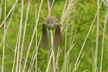 オオヨシキリ飛来