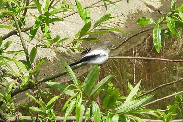 セグロセキレイの幼鳥