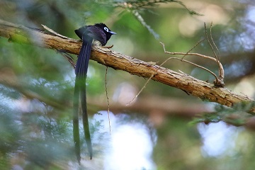 サンコウチョウ