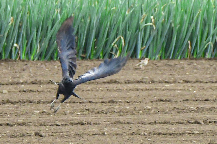 飛び立つハシブトガラス