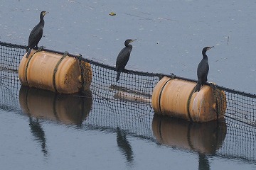 カワウ