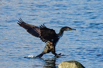 ウミウの着水