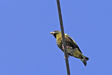 カワラヒワ