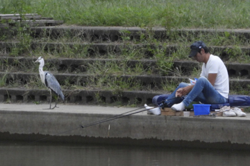 アオサギと釣り人