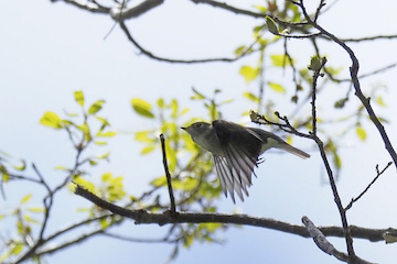 コサメビタキ