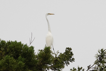 ダイサギ