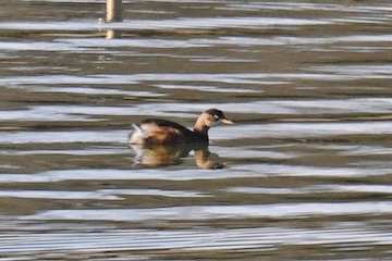 カイツブリ