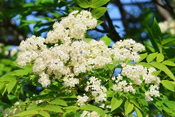 ナナカマドの花