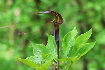 マムシ草