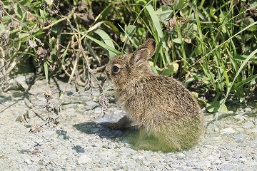 ノウサギ