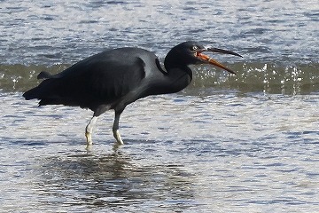 クロサギ