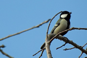 シジュウカラ