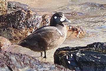 シノリガモ♀