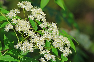 ナナカマドの花